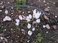 Crocus hadriaticus (fam. Iridaceae) (Grece) (00) (Photo F. Mrugala)